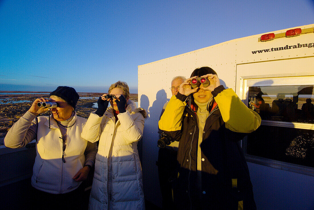 Tourists aboard a tundra buggy watch polar bears through their binoculars, along Hudson Bay, near Churchill, Manitoba, Canada