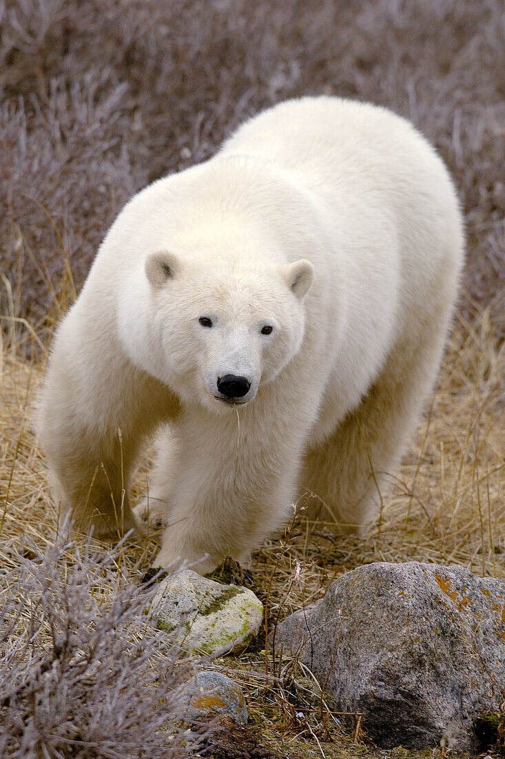 A polar bear walking on the tundra along Hudson Bay, near Churchill, Manitoba, Canada