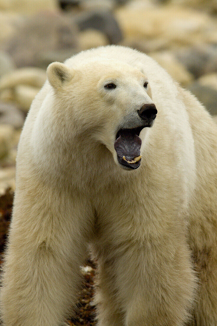 Polar bear yawning, Hudson Bay, near Churchill, Manitoba, Canada