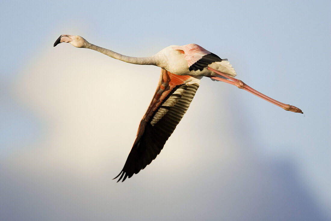 Greater Flamingo in flight
