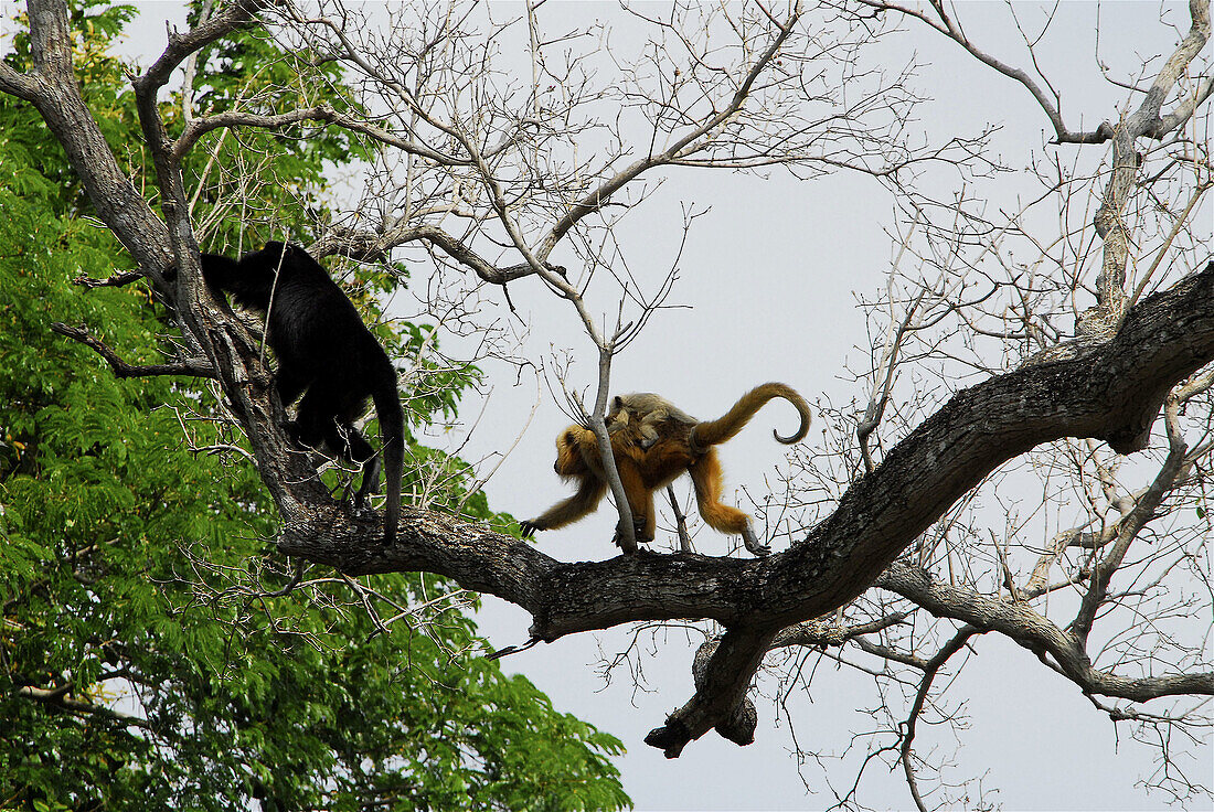 Howler monkeys. Pantanal. Mato Grosso. Brazil.