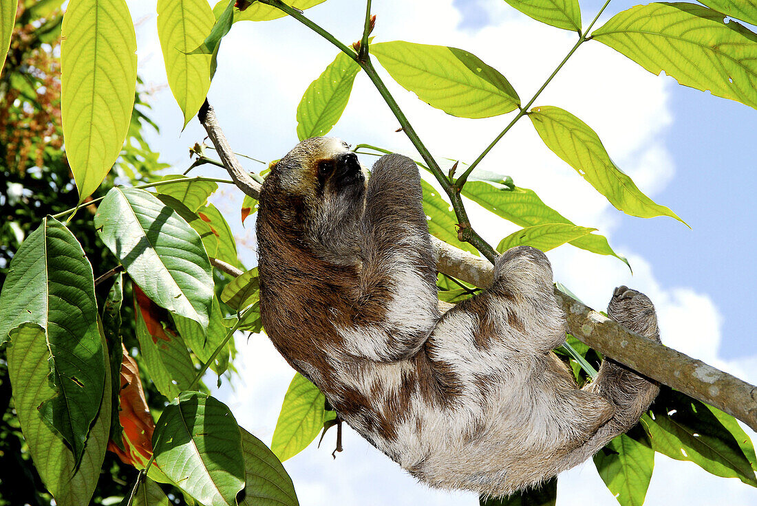 Sloth. Amazonas. Brazil.