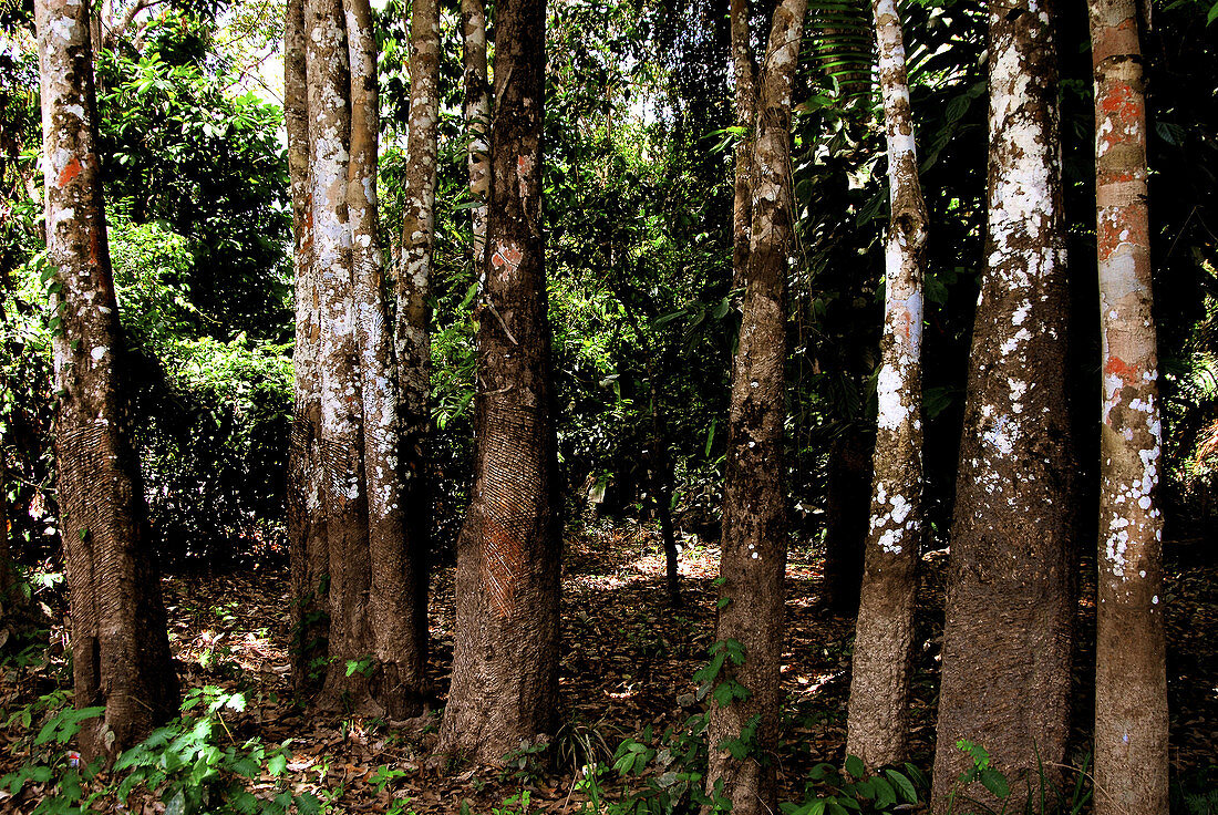 Rubber trees. Amazon. Brazil.