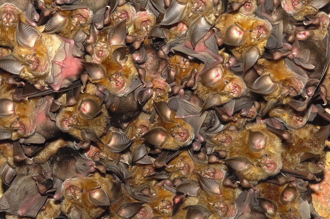 Horseshoe Bat (Rhinolophus sp.). Sierra Madrona, Ciudad Real province, Castilla-La Mancha, Spain