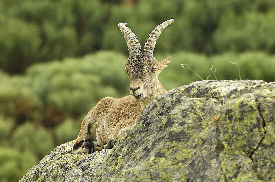 Spanish Ibex (Capra pyrenaica victoriae). Sierra de Gredos, Spain