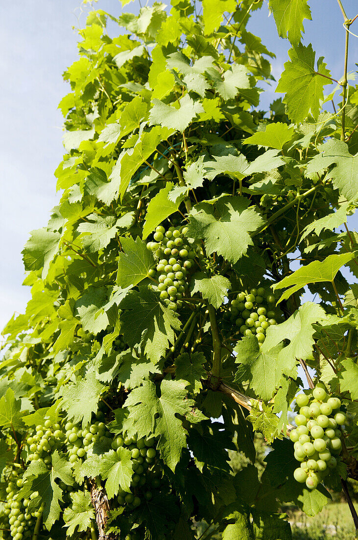 Jeruzalem vineyards, Mura Pomurje, Slovenia, Balkans, Europe