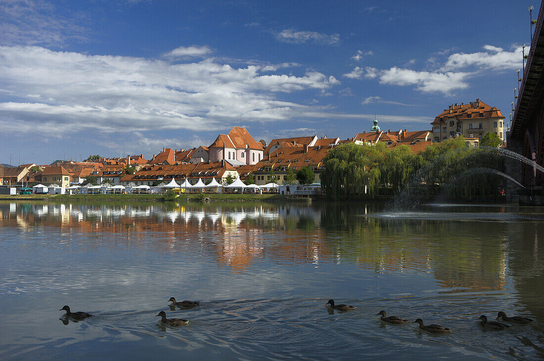Ducks swim on the River Drava at Maribor, Slovenia