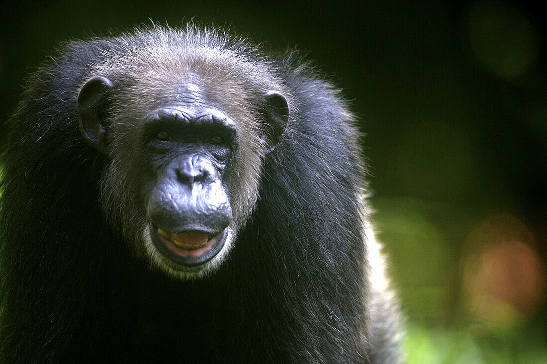 Chimpanzee