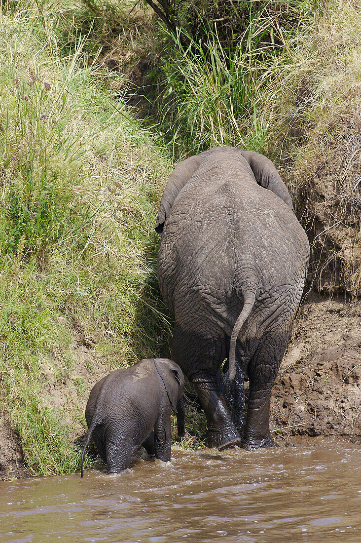 African Elephants