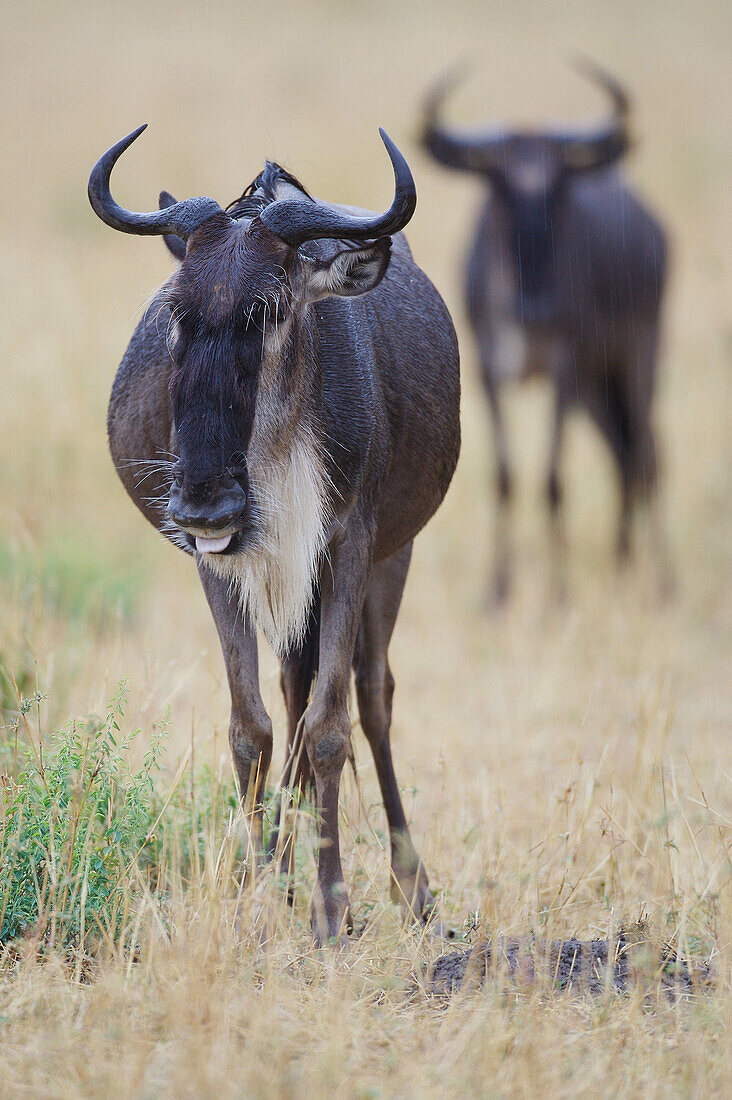 African Wildebeest