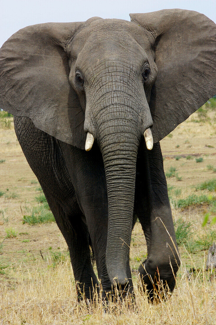 African Elephant