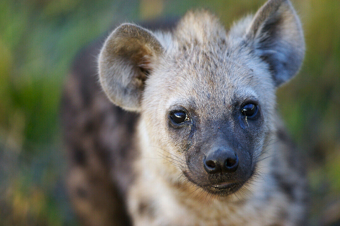 Hyena