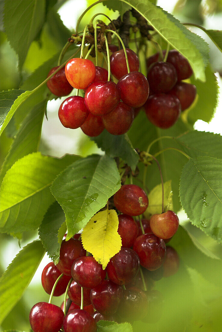 Mature Cherries hanging on cherry tree in cherry orchard, Franconia, summertime, Germany
