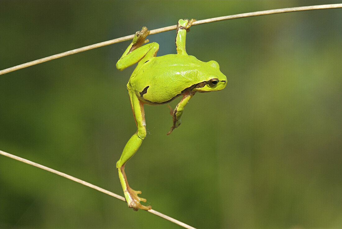 Common tree frog (Hyla arborea), climbing in dry reed, spring, National Park Kiskunsag, Hungary