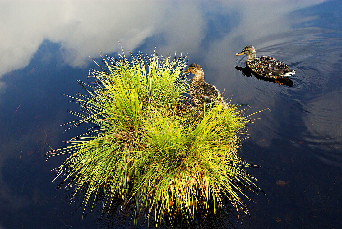 Mallard (Anas platyrhynchos), couple, one sitting on a hummock of sedge, the other swimming, moorlake, reflections of clouds, National Park Sumava, Czech Republic