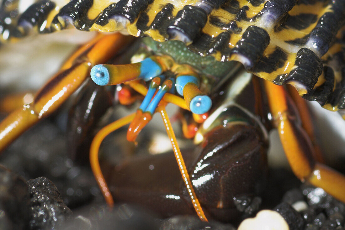 Hermit crab (Dardanus sp.), blue eyes, coral reef, Sulawesi, Indonesia