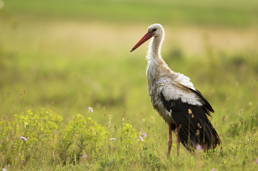 White stork (Ciconia ciconia), standing in meadow with fluffed up plumes, National Park Lake of Neusiedel, Austria