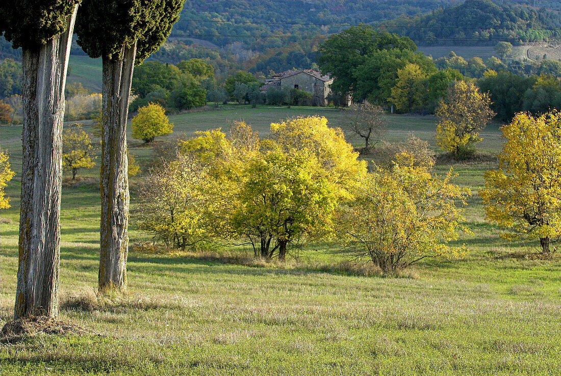 Tuscan landscape, farm, cypresses (Cupressus sempervirens), meadows and fields, deciduous forest, colours of autumn, Tuscany, Italy
