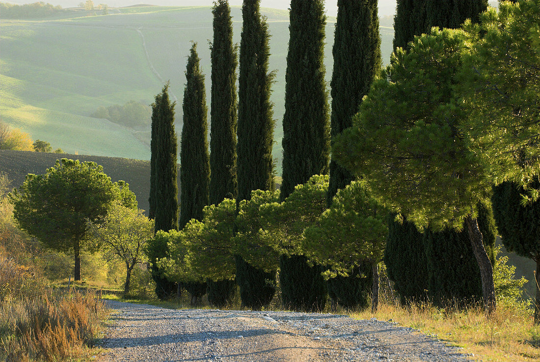 Val d`Orcia, alley with cypresses (Cupressus sempervirens) and stone pines (Pinus pinea), fields, colours of autumn, Tuscany, Italy