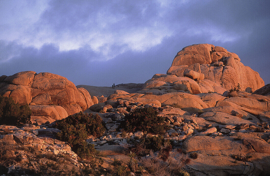 Joshua Tree National Park, Monazite rocks in sunrise light, California, USA