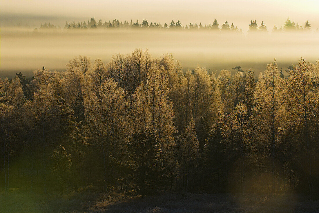 Bohemian Forest, sunrise and fog in autumn, bog and forest of birches and pines near Strazny, South Bohemia, National Park of Sumava, Czech Republic