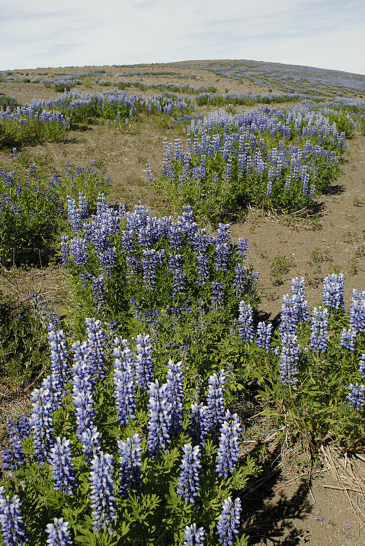 Plants at Hólasandur dunes, between Husavik and Mývatn lake. Iceland