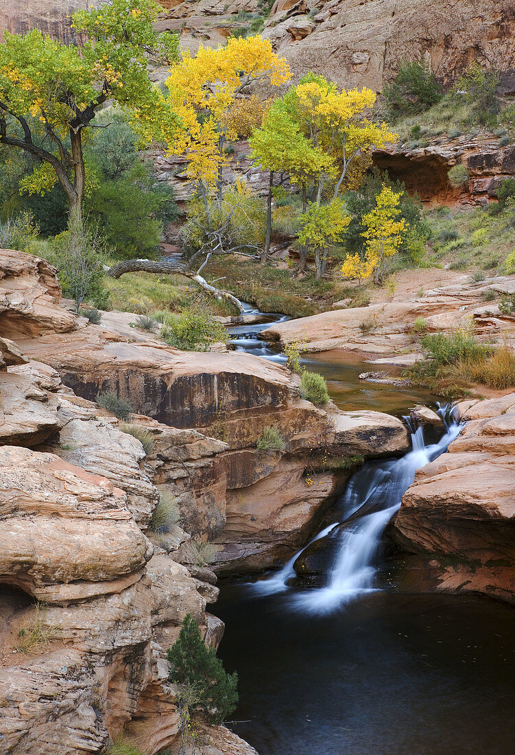 Autumn cottonwoods display brilliant foliage above a waterfall on Mill Creek in Moab, Utah, USA