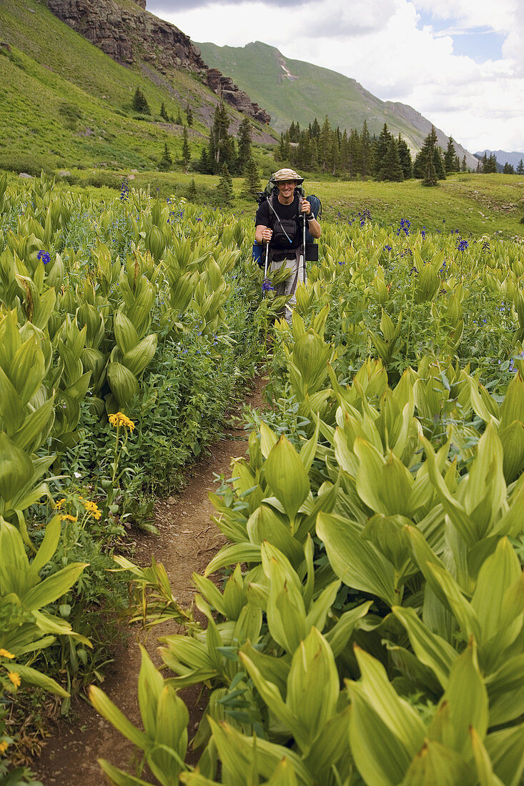Scott Bacon hiking amidst waist high wildflowers in Lower Ice Lakes Basin en route to Upper Ice Lakes Basin on a summer backpacking trip, San Juan Mountains, Colorado, USA