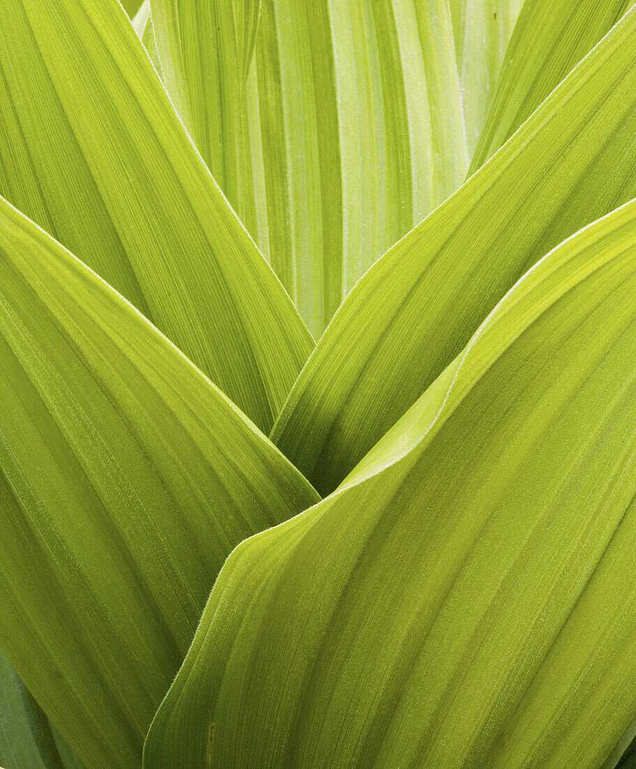 Fresh green leaves of a false hellebore plant in abstract form, San Juan Mountains, Colorado, USA