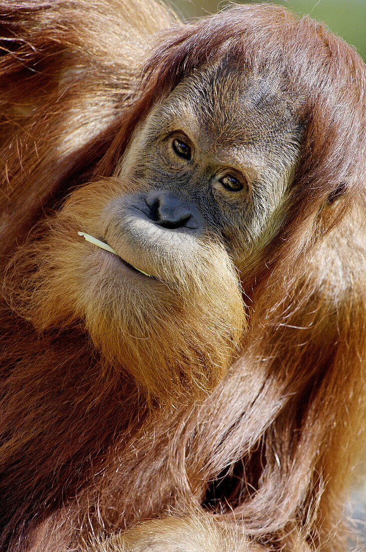 Young male orang utan aged 9 years (Pongo pygmaeus abelli) chewing branch, captive, red list of endangered species