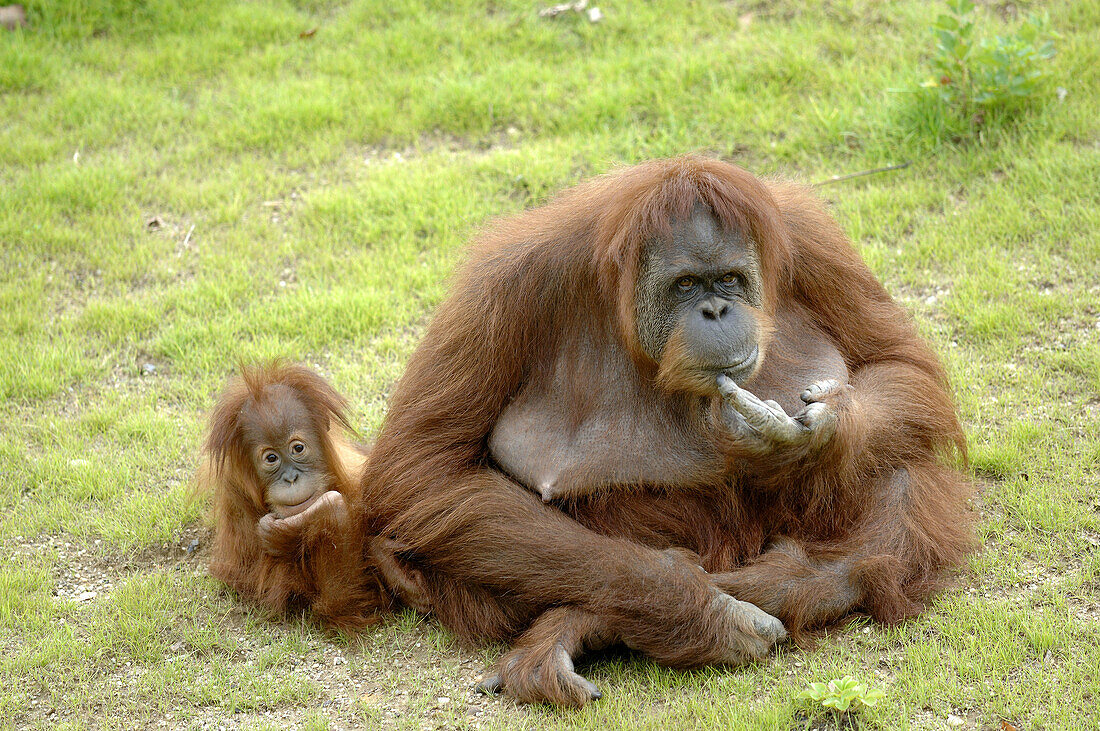 Female Orang utan (Pongo pygmaeus abelli)and her baby, captive, red list of endangered species