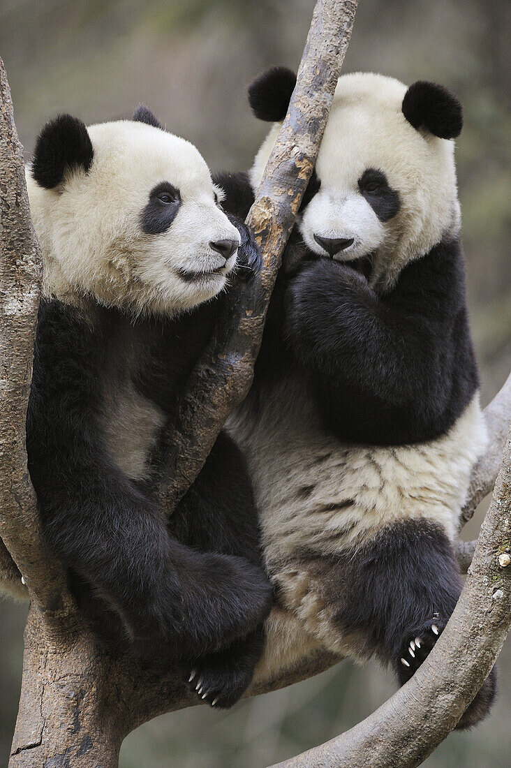 Two subadult giant pandas playing in a tree (Ailuropoda melanoleuca) Wolong Nature Reserve, China