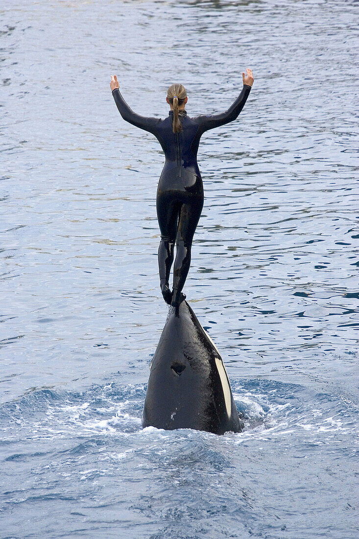Killer Whale during show in Marineland, Antibes. France