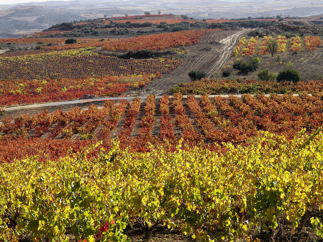 Vineyard, Logroño, La Rioja. Spain