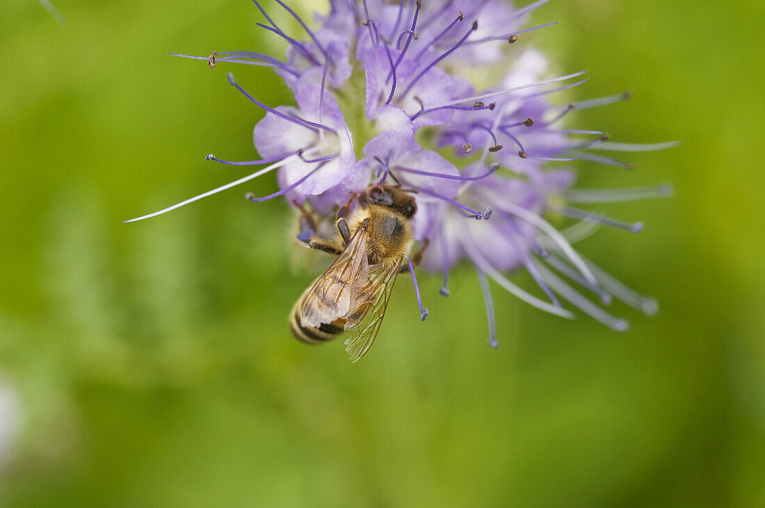 A bee on a Phacelia (Pachelia tanacetifolia)