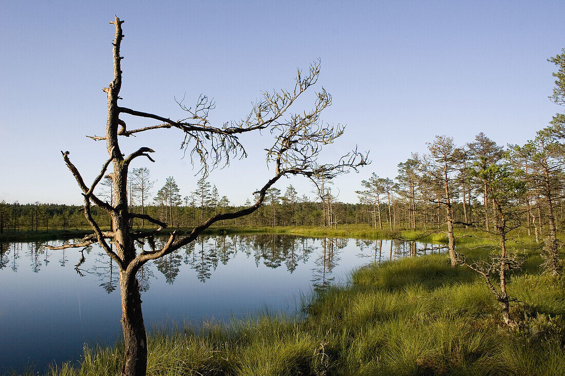 Tree in a marsh in Estonia