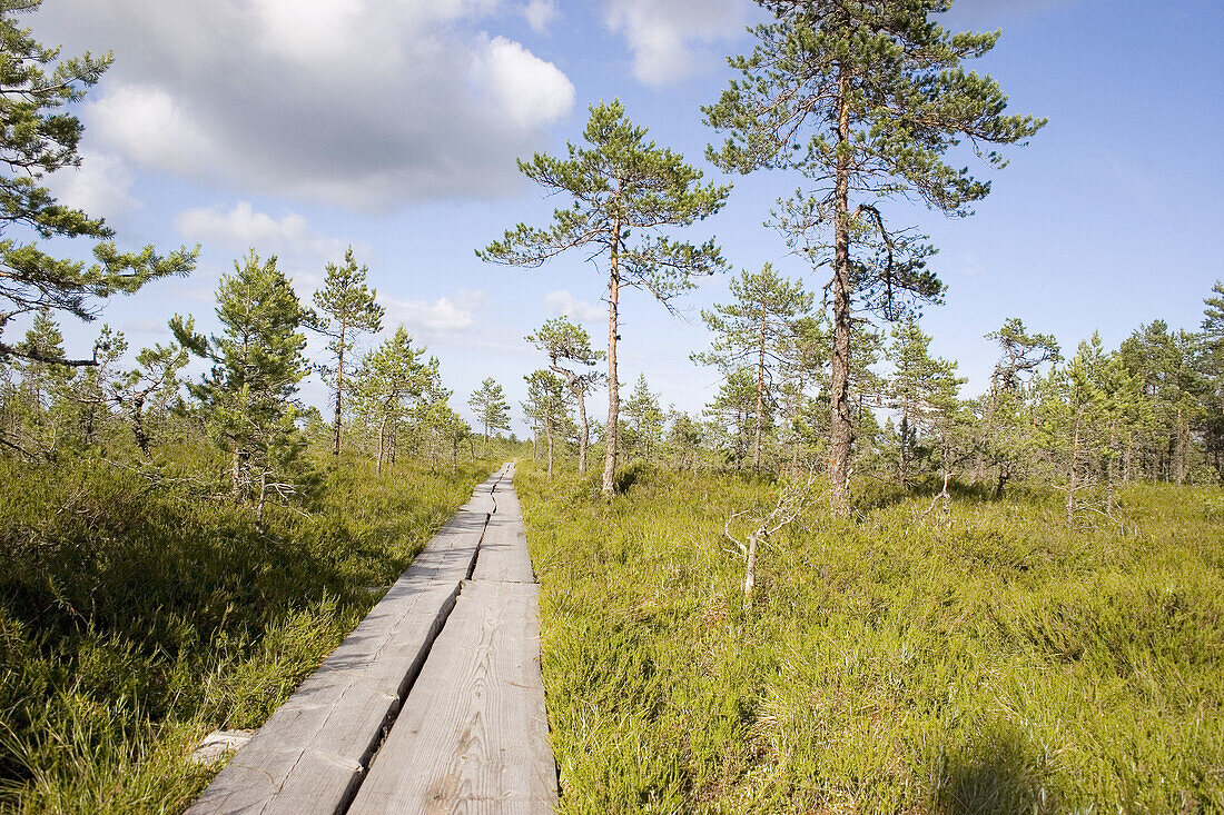 Marsh in Estonia