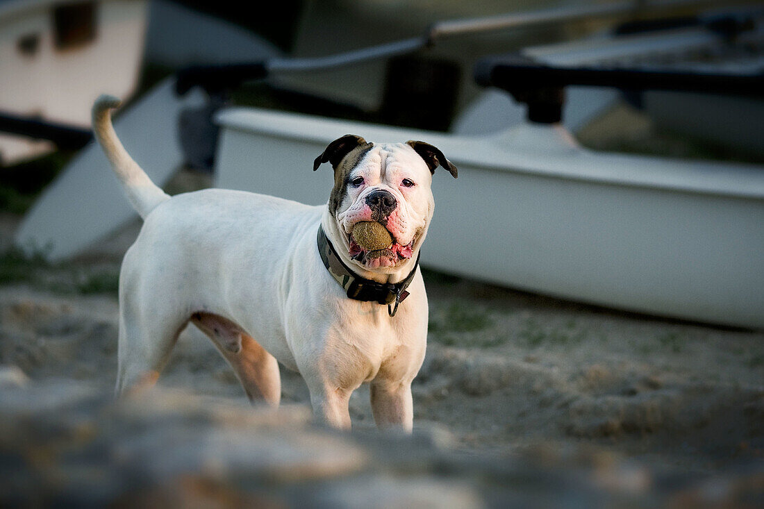 Dog on beach