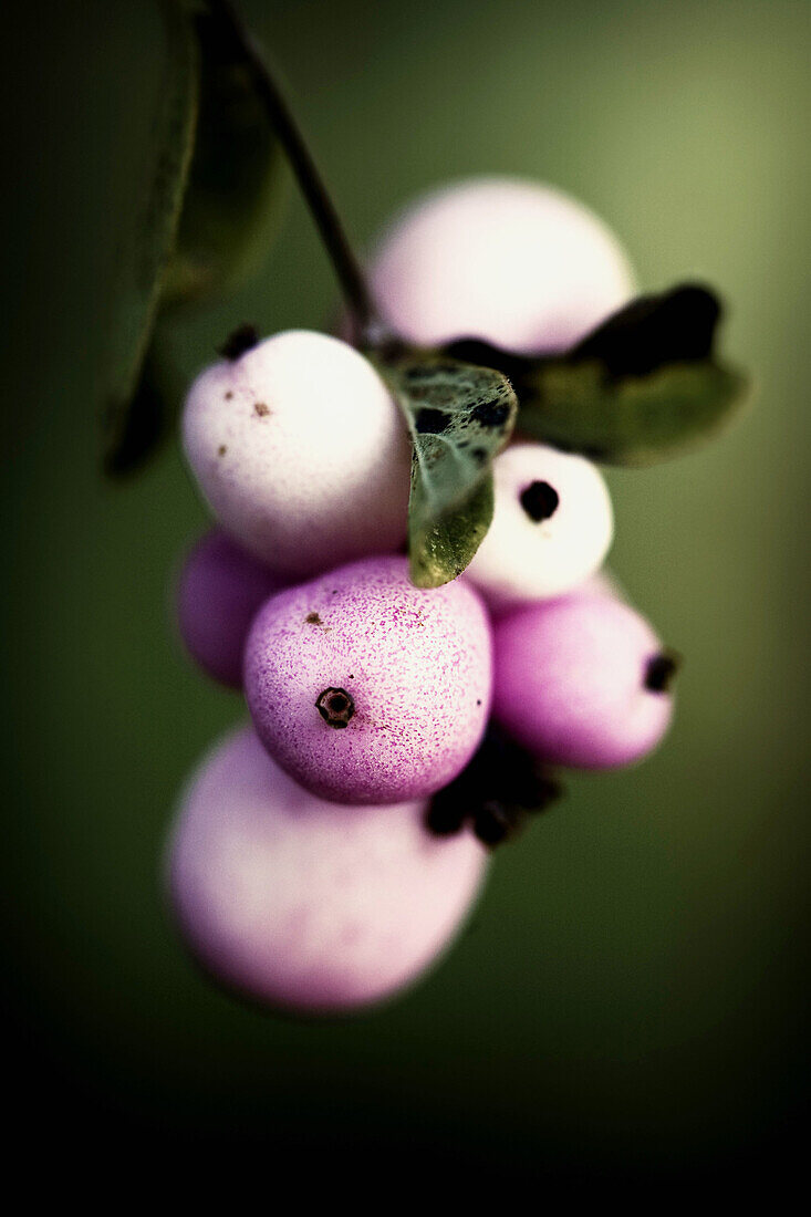 Background, Backgrounds, Berries, Berry, Botany, Close up, Close-up, Closeup, Color, Colour, Daytime, Detail, Details, Exterior, Fruit, Fruits, Leaf, Leaves, Natural background, Natural backgrounds, Nature, Outdoor, Outdoors, Outside, Plant, Plants, Selec