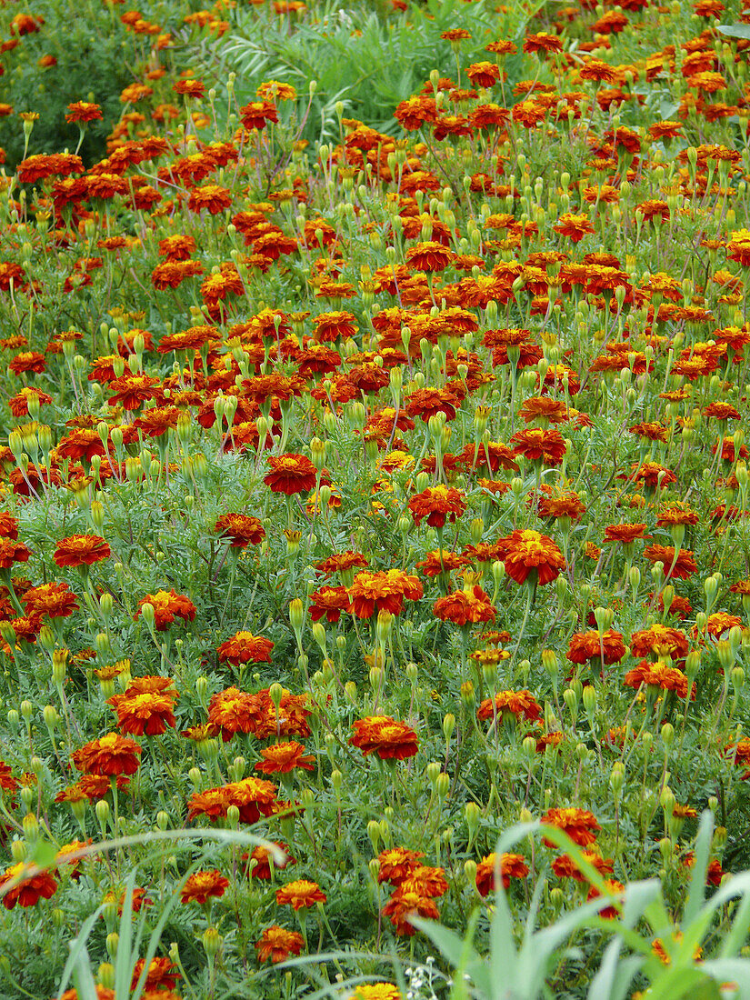 Marigolds (Tagetes sp.)