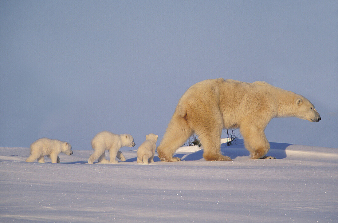 Polar bear (Ursus maritimus), mother and cubs