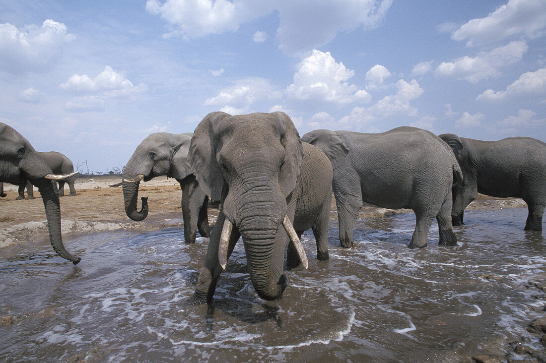 African elephants at watering hole. Wild (Loxodonta africana)