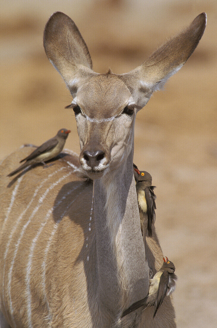 Kudu (Tragelaphus strepsiceros) with Oxpecker