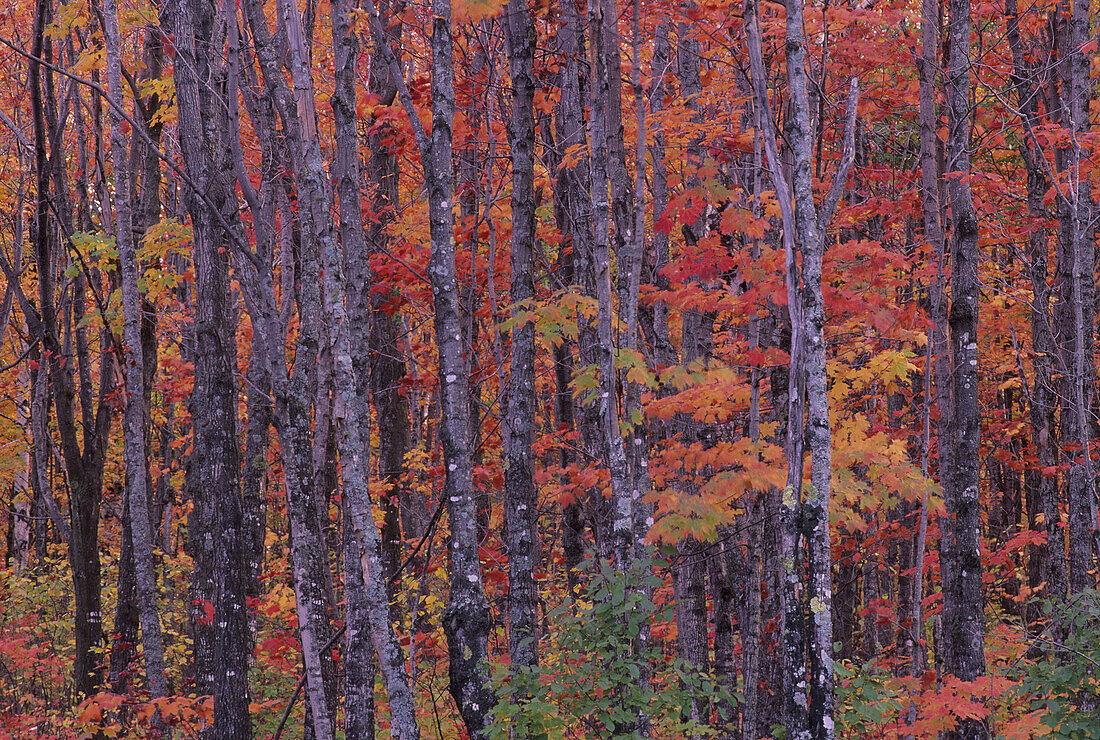 Forest landscape and fall colors on deciduous trees