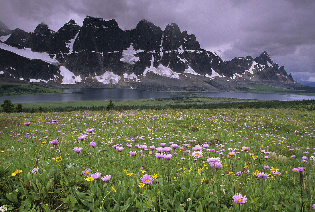 Wildflowers in The Rockies, Tonquin Valley, Jasper National Park. Alberta, Canada
