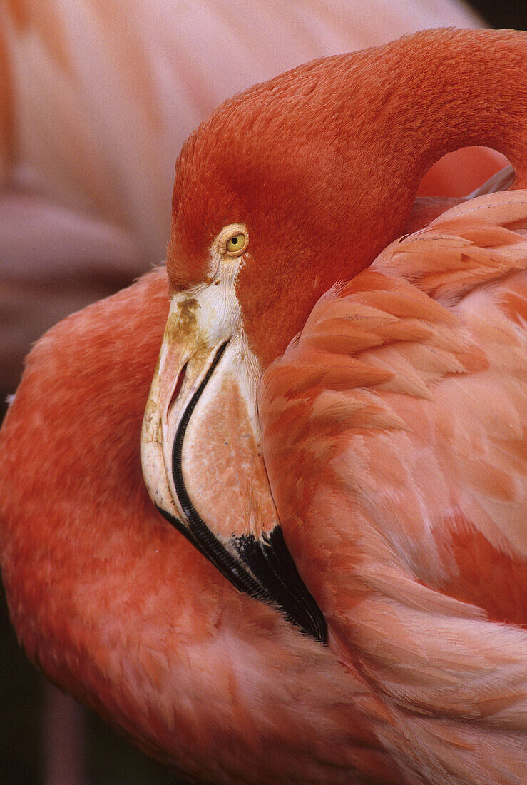 American flamingos (Phoenicopterus ruber)