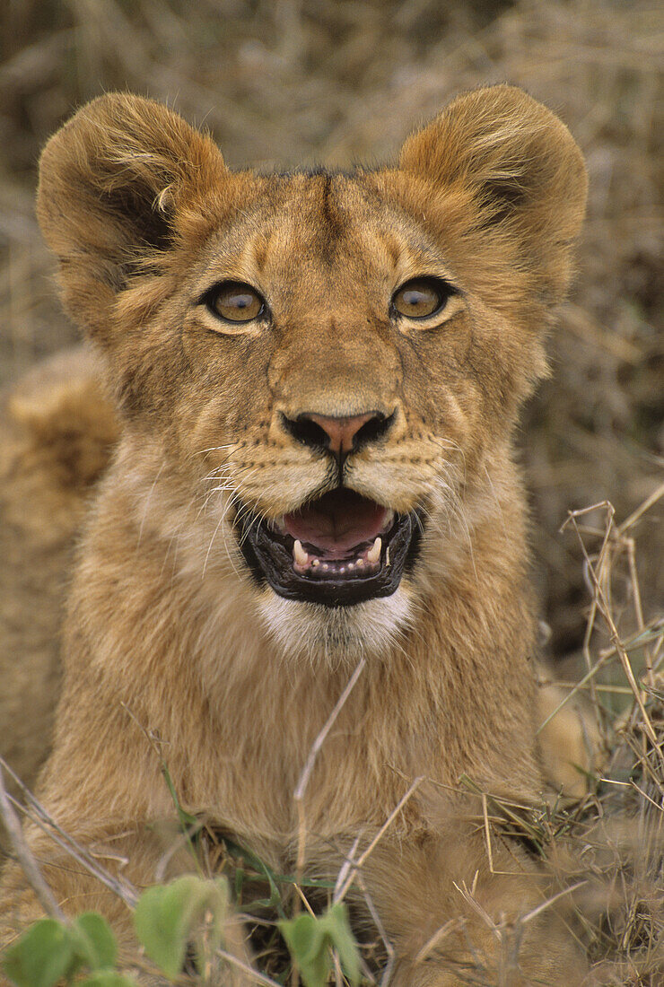 Lion cub laying in the bush (Panthera leo)