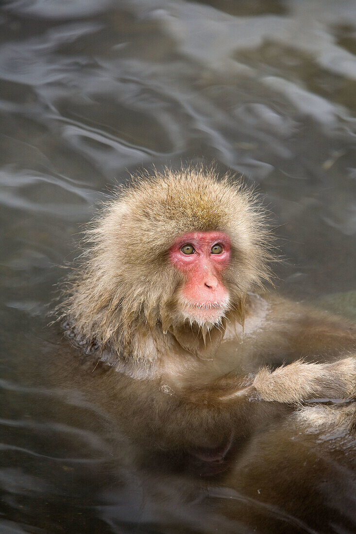 Japanese Snow Monkey (Macaca fuscata)