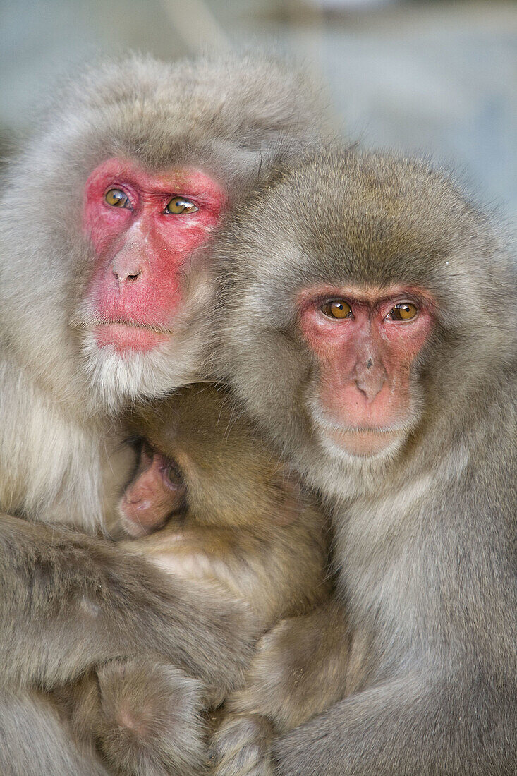 Japanese Snow Monkey (Macaca fuscata)