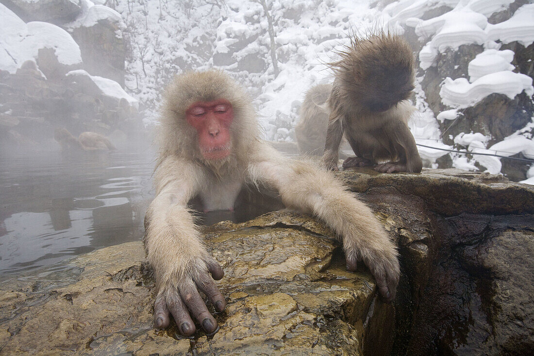 Japanese Snow Monkey (Macaca fuscata)